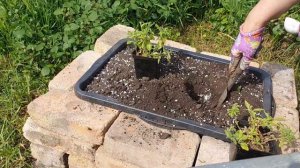 ПОСАДКА ПЕТУНИИ В КАШПО ...КАК ПРИГОТОВИТЬ ГРУНТ В ДОМАШНИХ УСЛОВИЯХ..