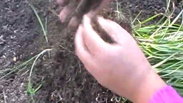 морковь в без пахотной грядке. чуфа получается отличная