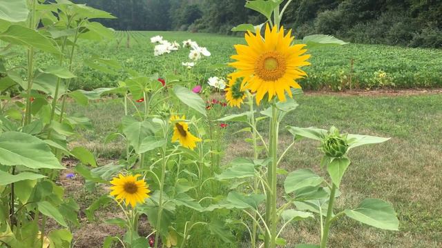 Best Easy Flower Seeds To Plant For Beautiful Garden Blooms