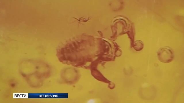 Насекомые в янтаре. Череповецкое музейное объединение. Музей природы. 2017 Вести Вологодская област смотреть онлайн