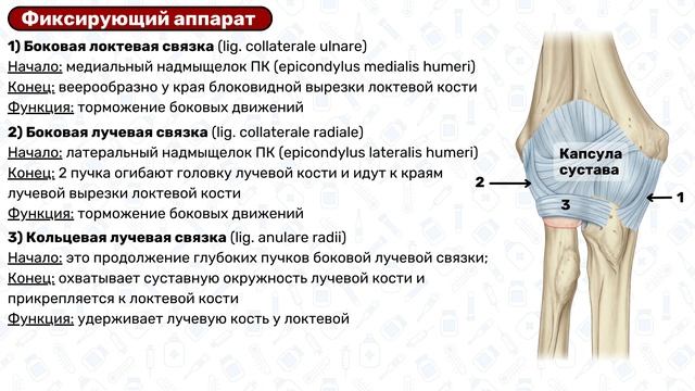 Локтевой сустав: строение, связки, сосуды и нервы / Анатомия смотреть онлайн