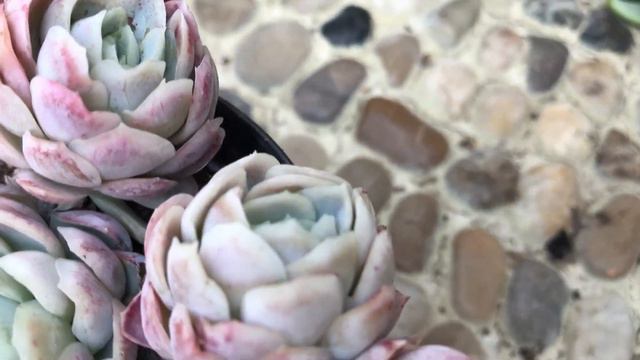 Echeveria Artic Ice | Succulents of The Day | Leaf and Designs | Succulentas Del Dia смотреть онлайн