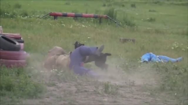 CANE CORSO vs BULLMASTIFF! What's The Best Family Guard Dog? смотреть онлайн