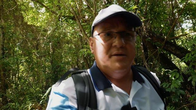Un Pantano en Puerto Rico Bosque Pterocarpuus смотреть онлайн