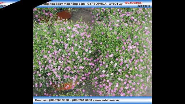 Hoa Baby màu hồng GYPSOPHILA GY004 Gypsy Deep Rose смотреть онлайн