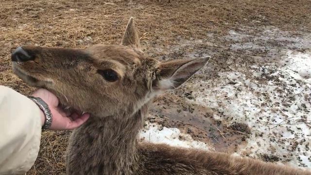 дикая ферма 10-04-2022