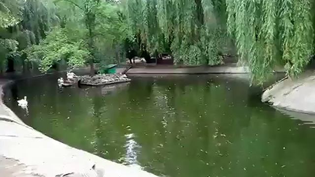 Пеликаны- Николаевский зоопарк. смотреть онлайн