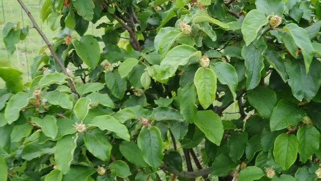 Сад превращается в джунгли /Вот -вот и розы зацветут /В саду у ПровансАллочки смотреть онлайн