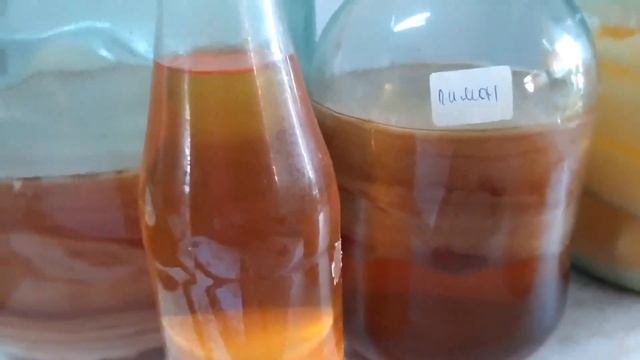 Уксусные матки 