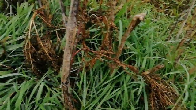 ?2019 СИНЕНОЖКА, ДВА ВЕДРА ГРИБОВ?. смотреть онлайн