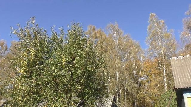 Когда выкапывать саженцы из школки? Сроки осенней посадки саженцев винограда смотреть онлайн