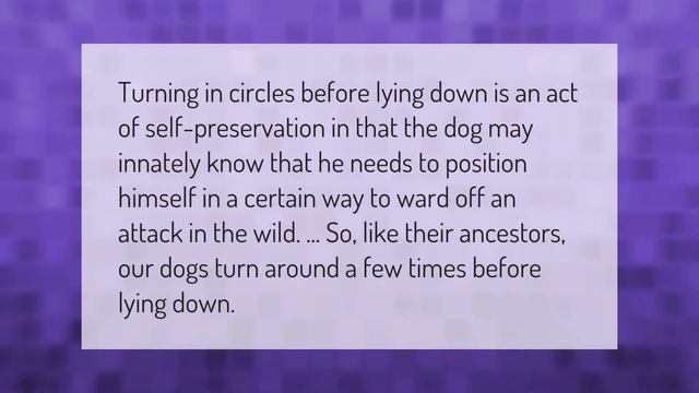 Why do dogs put their bum towards you? смотреть онлайн