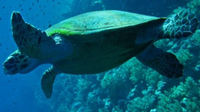 Sea Turtle Facts - Facts About Sea Turtles смотреть онлайн