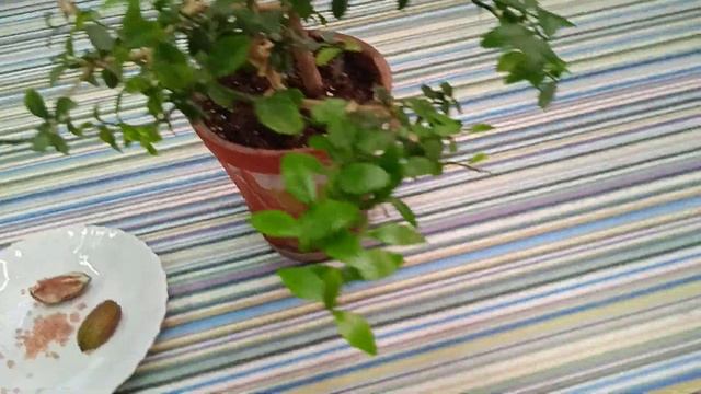 Лимонная икра или лайм пальчиковый смотреть онлайн