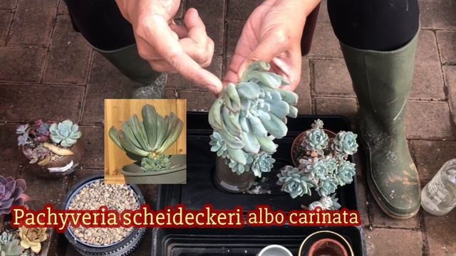 Pachyveria Scheideckeri Succulent
