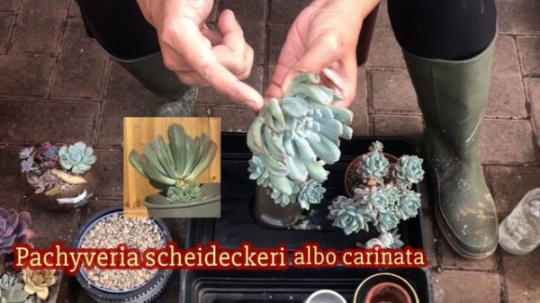 Pachyveria scheideckeri succulent