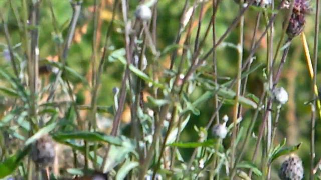 Красивые бабочки.avi смотреть онлайн