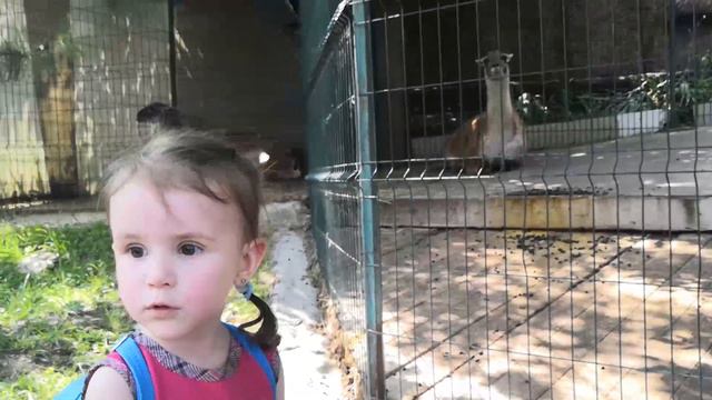 Алиса побывала в ЗООПАРКЕ.Испугалась верблюда.Кого кормили сестрички? смотреть онлайн