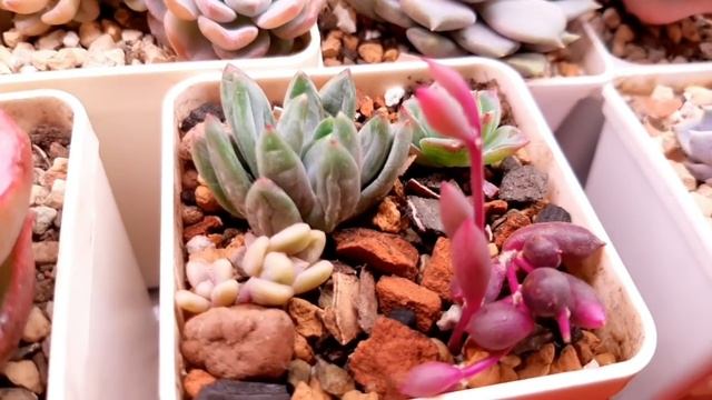 Суккуленты. Мои новинки. смотреть онлайн