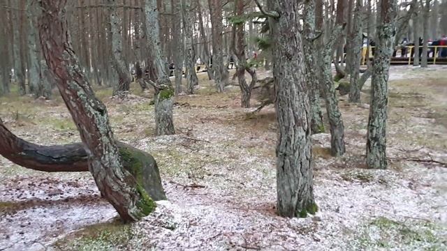 Загадочное место парка "Куршская коса". Танцующий лес. смотреть онлайн
