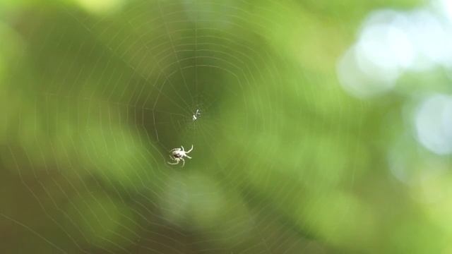 Паук плетет паутину смотреть онлайн