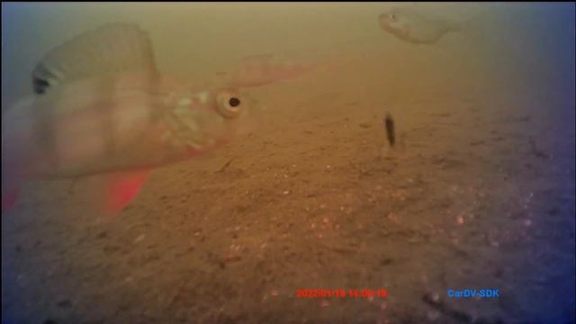 Бюджетная подводная камера для зимней рыбалки Erchang F431 видео с рыбалок, отзыв смотреть онлайн