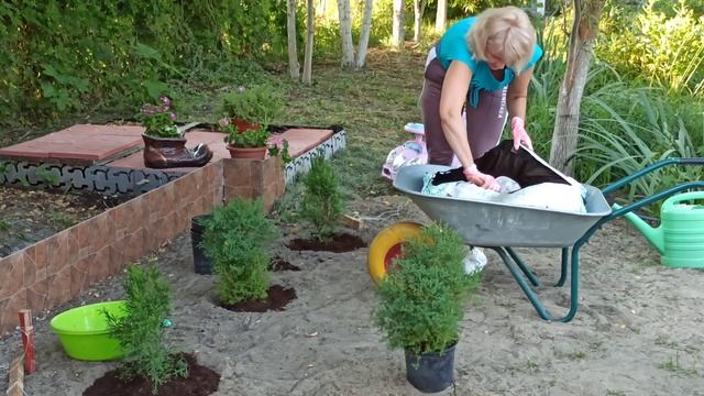 КАК САЖАТЬ ТУЮ. Как правильно сажать туи в ряд