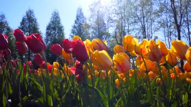 Подгорная. Гармонист виртуоз Сергей Привалов смотреть онлайн