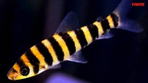 Лепоринус Полосатый Содержание в аквариуме Разведение и Совместимость с другими рыбками