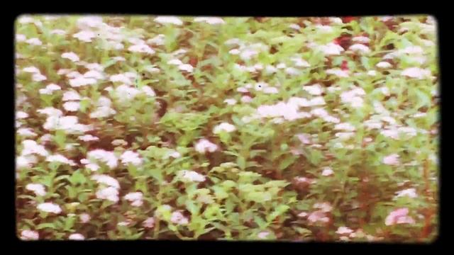 Little Princess Spirea Spiraea Japonica A Beautiful Shrub