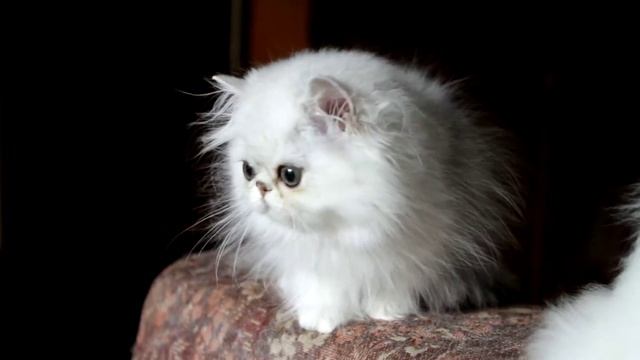 Персидская кошечка, 3 мес. Серебристая шиншилла смотреть онлайн