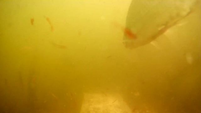 Видео рыбалка,реакция рыбы на ГЕРКУЛЕС. смотреть онлайн