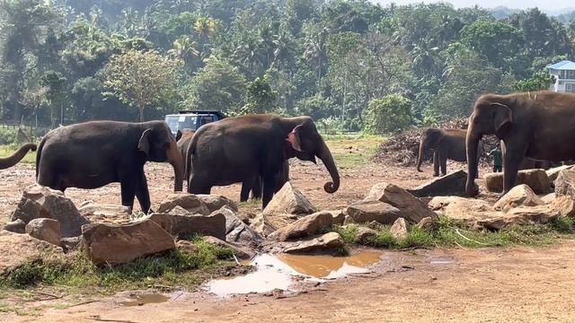 Visit to Pinnawala Elephant Orphanage, Sri Lanka on 15/03/2023 смотреть онлайн