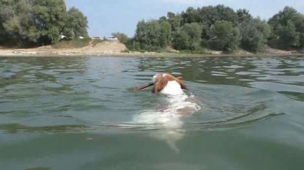 Dog Jack Russell Terrier in the water. Джек Рассел терьер плавает в воде