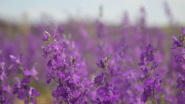Загадочное волшебство гармонии миров