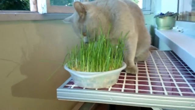 Кошка косит траву, чистит желудок смотреть онлайн