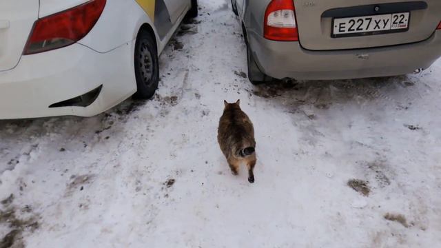 Толстый кот Степа вышел понюхать снег