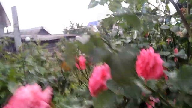 Самые красивые плетистые розы. Santana, Dee Dee Bridgewater, Barock. смотреть онлайн