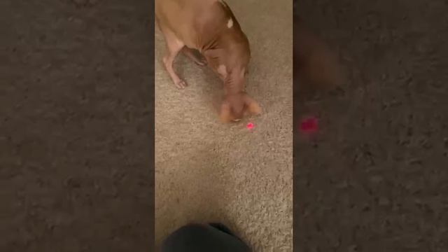 Новая Игрушка)))