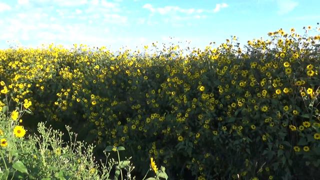 Wild Sunflowers In Colorado - Growing Like Weeds!!!! смотреть онлайн