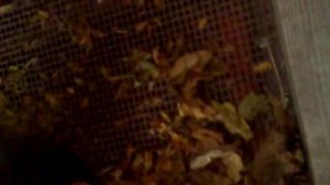 как быстро измельчить табачный лист