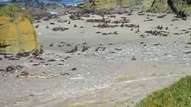 Остров Беринга.  Мыс северо-западный. Лежбище морского котика