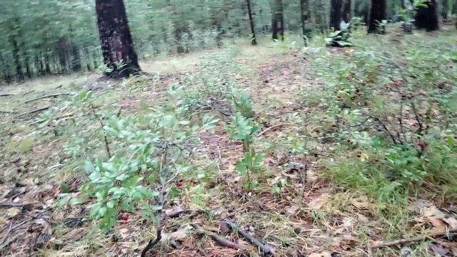 ВЛОГ . Дождливые дни . . обзор номера .. лесная вишня смотреть онлайн