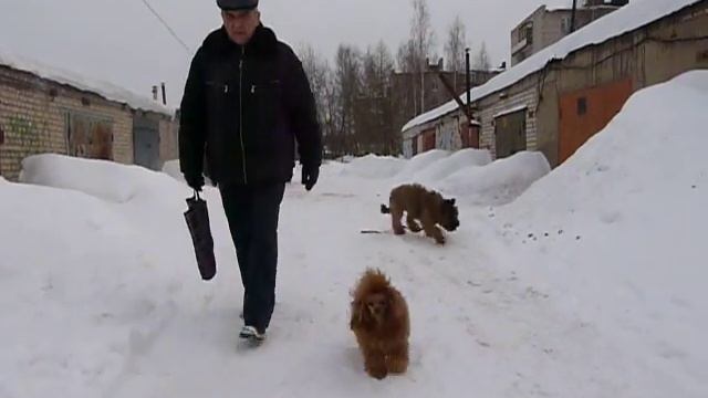 Щенок бриара смотреть онлайн