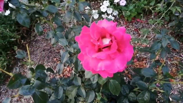 Роза чайно-гибридная "Кроненбург". смотреть онлайн