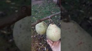 Груша "Январская"