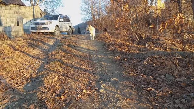 5 января 2021 Встреча с соседскими собаками . Как собаки живут зимой. смотреть онлайн