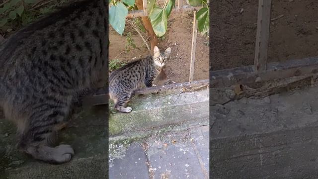 Осторожный пятнистый кот убегает и зевает ? Cute funny cat run away. Kucing lucu. Gatos graciosos. смотреть онлайн