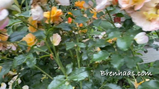 Amber Carpet Rose Landscape Review