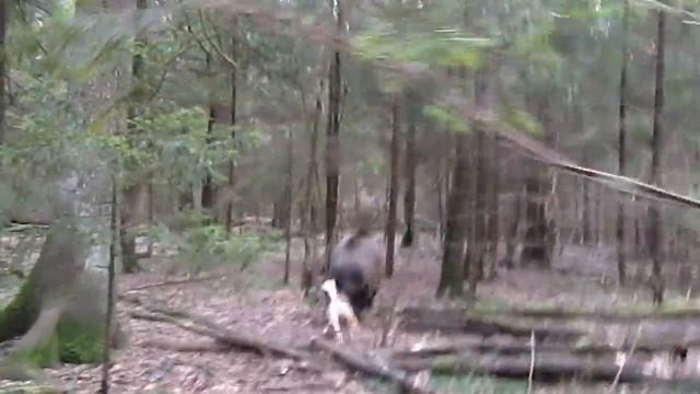 Притравка на кабанчика.(Фирсановка) Альфа 8 мес смотреть онлайн